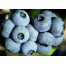 818510-blauwe-bes-berkeley