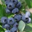 818545-blauwe-bes-razz