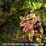 818595-bosbes-wintergroene