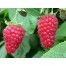 818620-braamboos-tayberry-buckingham