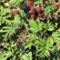 819030-doornloze-braam-thornless-evergreen