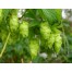 831641-hop-scheuten-comet