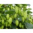 831643-hop-scheuten-cascade