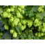 831648-hop-scheuten-saphir