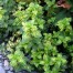 832010-munt-gember-ginger-variegata