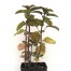 832015-munt-limoen-lime-citrata