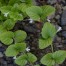 832030-munt-spaanse-yerba-buena