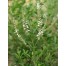 832100-muntverbena