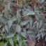 832560-peruaanse-bladpeper