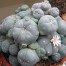 832585-peyote