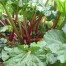 832720-rabarber-frambozen-rood