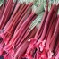 832755-rabarber-sutton-seedless