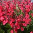832774-salie-cassis