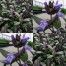 832777-salie-paarse-purpurascens