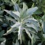 832780-salie-witte-californische