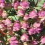 832800-santorini-oregano-santorini-bells-kent-beauty-pagoda-bells