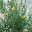832820-sinicuichi
