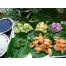 833980-vietnamese-bladpeper