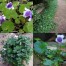 833990-viooltje-australisch