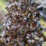 841600-chocolade-mirte-chocolate-soldier