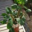 842600-doorgeefplant