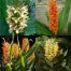 842810-gember-collectie