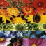 880161-een-regenboog-in-je-tuin