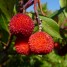 001350-aardbeiboom