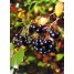 012000-appelbes-zwarte