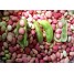 040445-limabonen-struik-dixie-speckled-butterpea