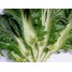 160400-kaisoi-swatow-thick-stem-horned-mustard