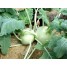 162100-witte-koolrabi-delikatess-weisser-wener-witte