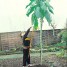 163450-mergkool-jersey-tree-walking-stick-cabbage-asturian-tree-cabbage