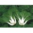 165200-mini-paksoi-canton-dwarf-grade