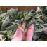 165260-mini-paksoi-hok-du-extra-dwarf
