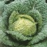 167560-savooiekool-vertus