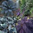 167690-snijkool-bladkool-deep-colour-taste