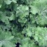 167850-snijkool-bladkool-siberian