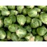 177710-groene-spruitkool-churchill-f1