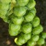 179000-groene-spruitkool-cryptus-f1