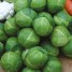 180950-groene-spruitkool-brest-f1