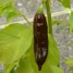 208195-peper-georgia-black