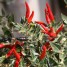 208196-peper-goat-weed-pimenta-acrata