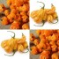 208198-peper-goro-goro-orange