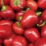 208203-peper-gundu-ramnath-pur