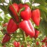 208204-peper-habalokia-lavalamp-red