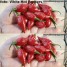 208214-peper-hot-agata-tongue