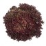 262510-krulsla-lollo-rosso-solmar-lollo-rossa-solmar