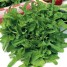 266050-pluksla-catalogna-cerbiatta