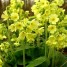 601090-primula-elatior